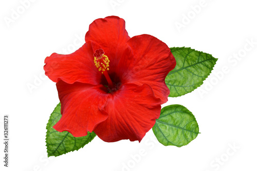 Red hibiscus on white background with path