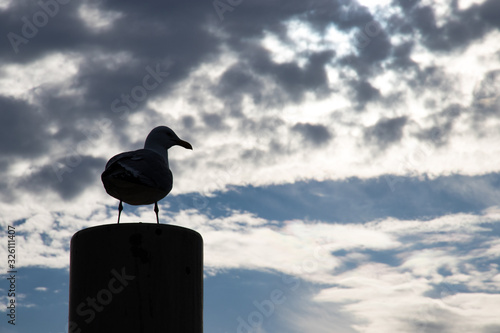 Möve vor dunklem Himmel
