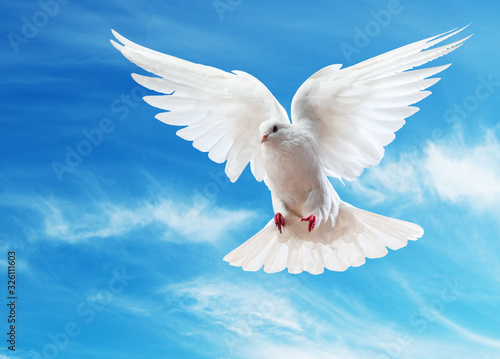 Dove in the air with wings wide open in-front of the sun