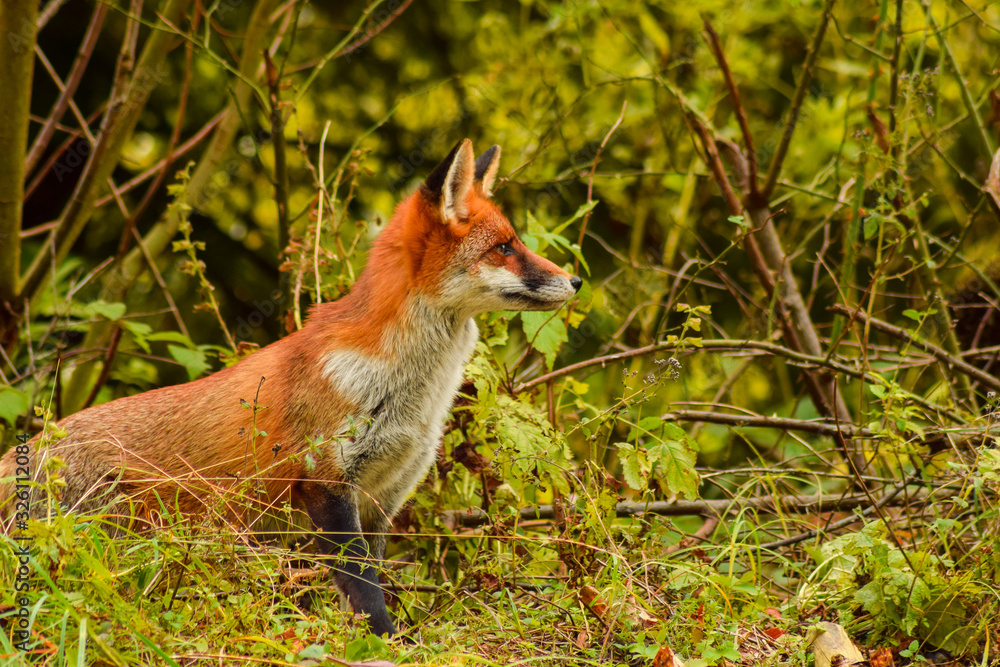 Fototapeta premium Red fox animal in wildlife vulpes 
