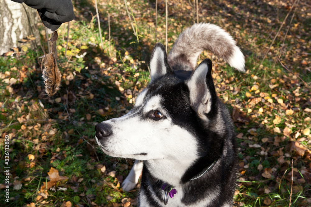 Dog breed Siberian Husky is looking at the mouse he caught Dog breed Siberian Husky is looking at the mouse he caught