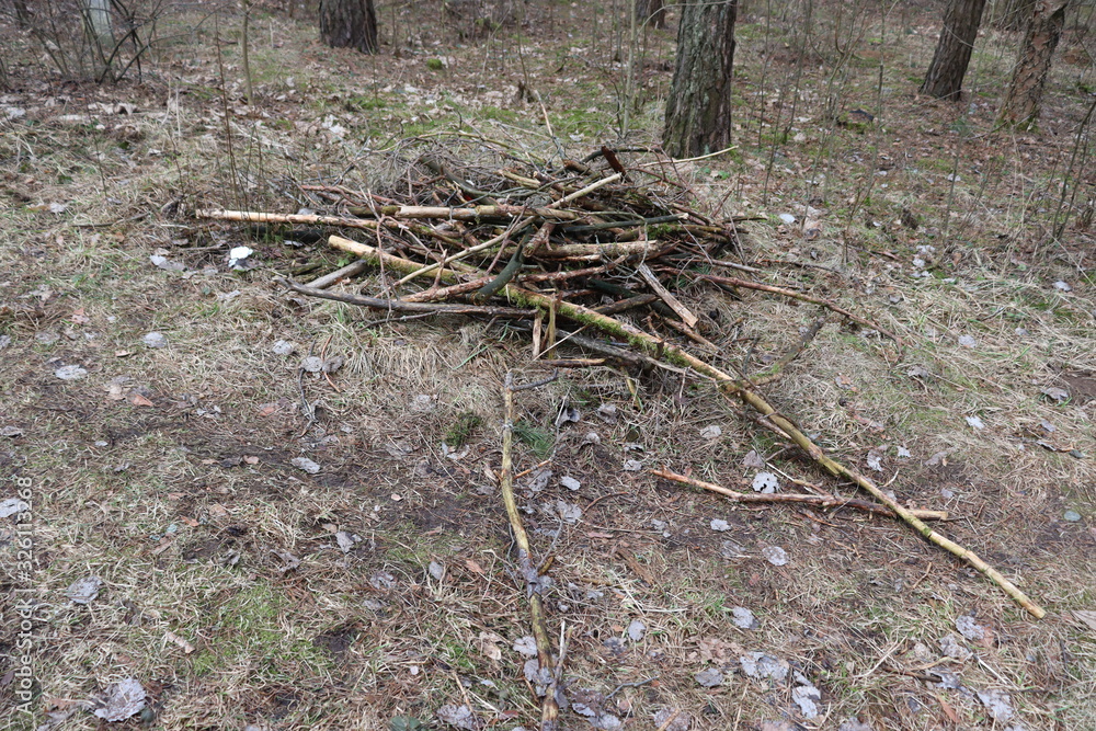 Fototapeta premium forest stumps and snags in spring