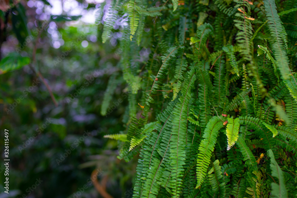 the detail of tropic fern in a greenhouse