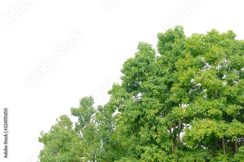 Old tropical tree on white isolated background for green foliage backdrop © Oradige59