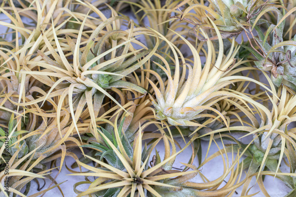 Tillandsia on white background.Close-up colorful flower of Tillandsia plant. Tillandsia on white background.Close-up colorful flower of Tillandsia plant.