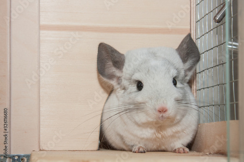Cute grey chinchilla is sitting in the wooden house. Domesticated long-tailed chinchilla.
