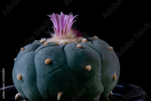 Close up of Lophophora fricii with a beautiful pink blooms
