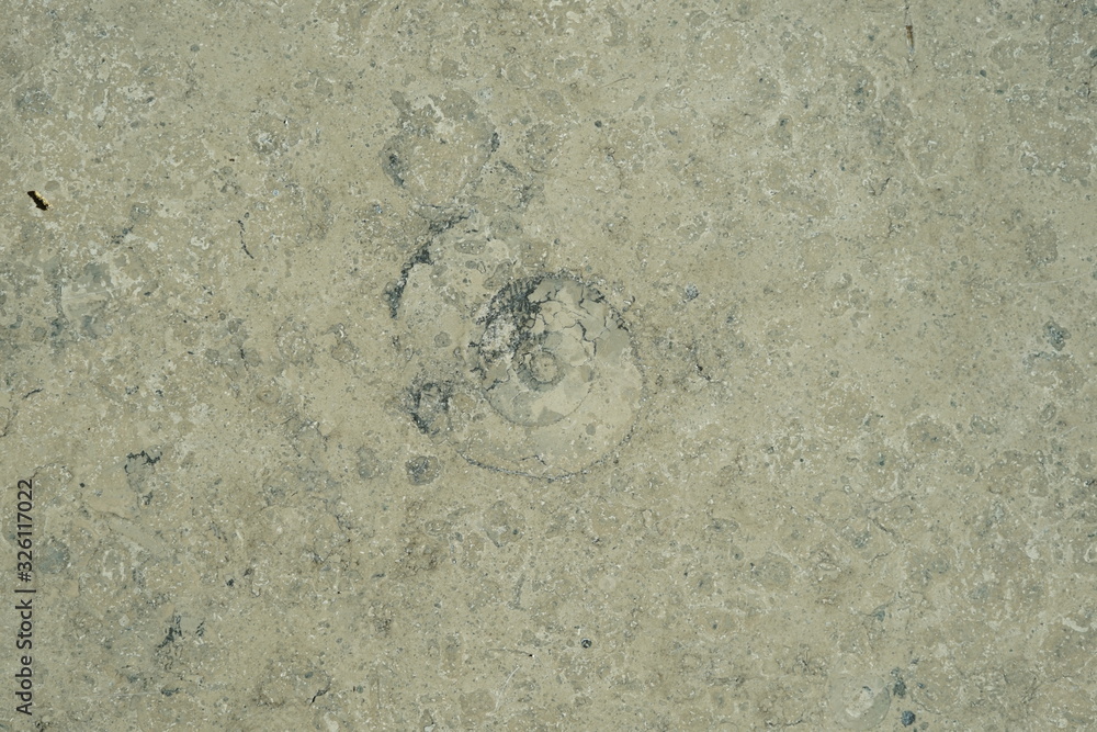 Marmorplatte mit Fossil (Ammonit)