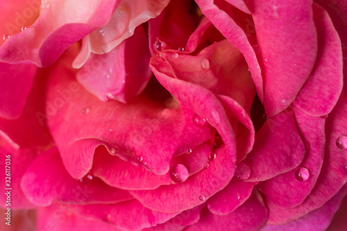 Beautiful purple rose flowerhead with waterdrops. Close up