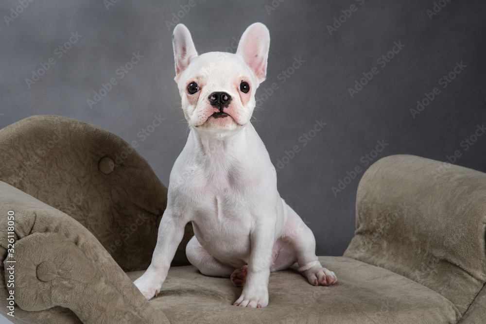 French Bulldog in the small armchair with grey background.