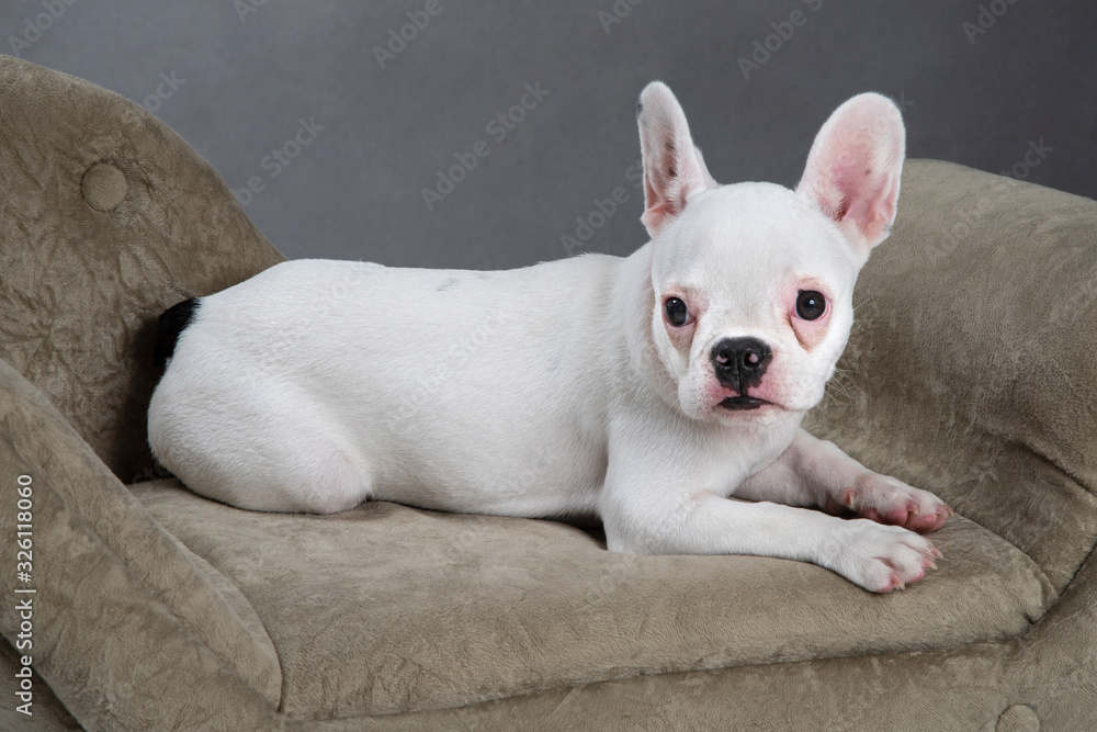 French Bulldog in the small armchair with grey background.