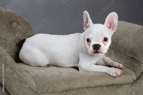 French Bulldog in the small armchair with grey background. © Imagine