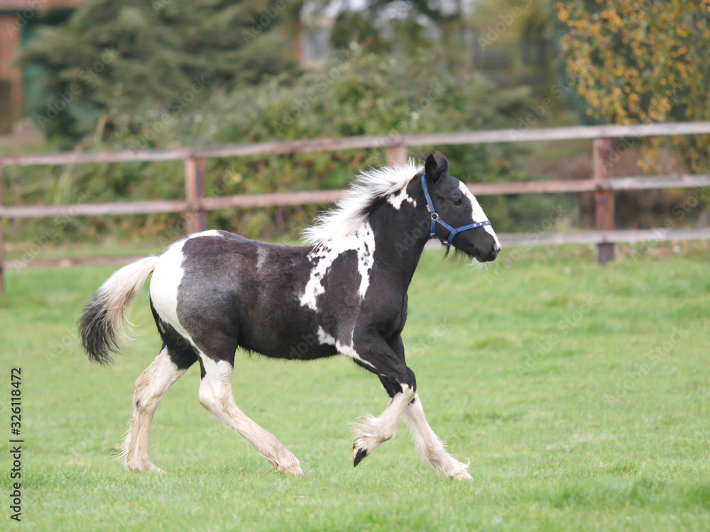 Young Foal Playing