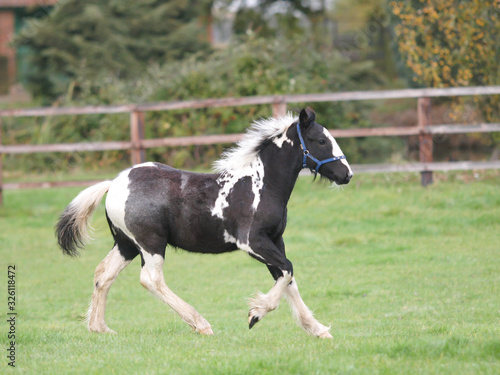 Young Foal Playing