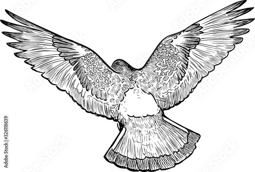 Freehand drawing of a pigeon in flight