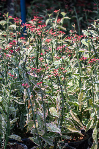 Close up Euphorbia tithymaloides plant in a garden.Common know as Slipper plant, Candelilla,Tall slipper plant, Slipper spurge.