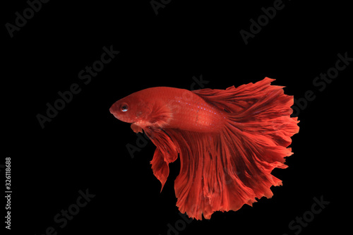 Red half moon Betta Fighting isolated on black background.