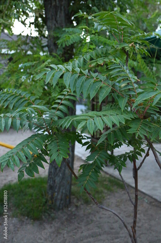  green branches of acacia in the summer on the street  close-up