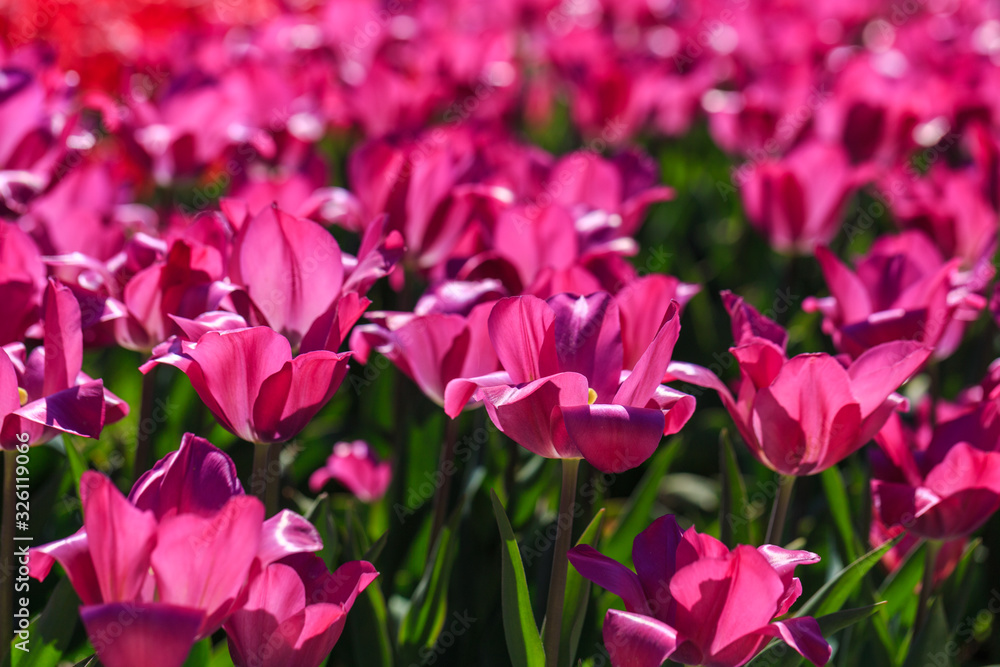 Closeup of pink tulips flowers with green leaves in the park outdoor. Closeup of pink tulips flowers with green leaves in the park outdoor.