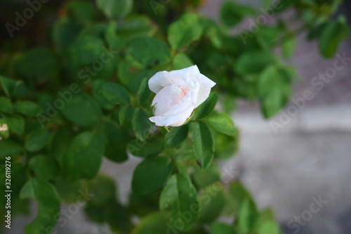  a white rose on the street blossomed in the summer in the garden
