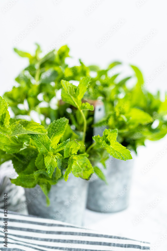 Garden mint Garden mint