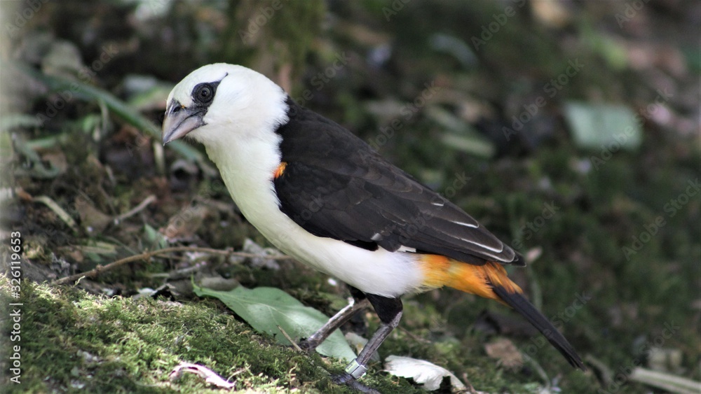 Fototapeta premium bird on rock