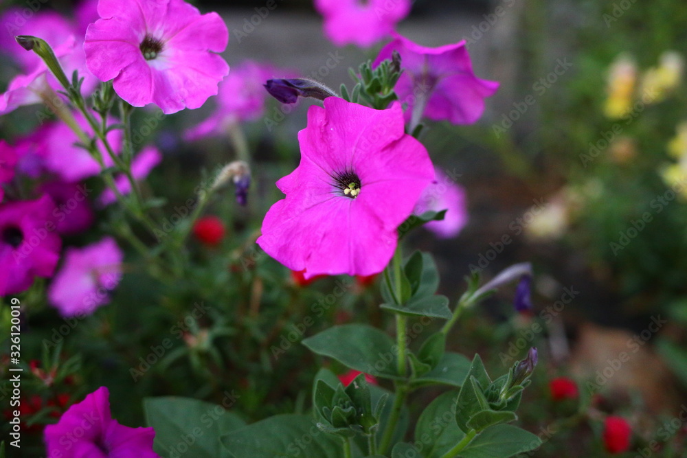  purple petunia blooms in summer on flower beds, close-up