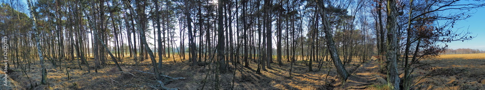 Birch Tree Panorama in a Bog - HDR Birch Tree Panorama in a Bog - HDR