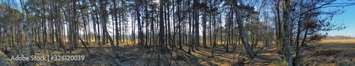 Birch Tree Panorama in a Bog - HDR