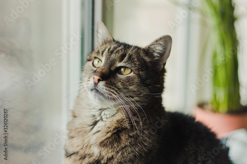  Beautiful cat looks out the window