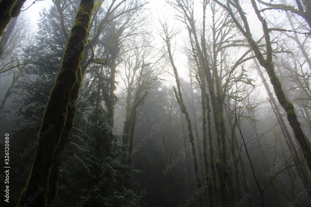 Obraz premium fog in the forest