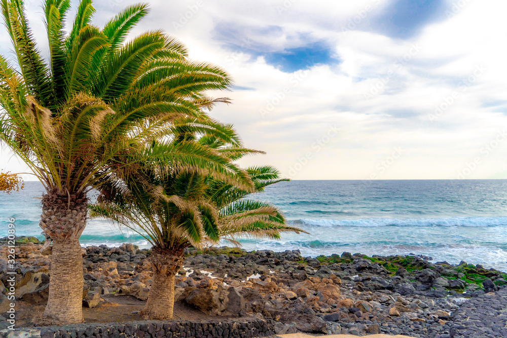 palm trees near the sea