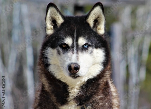 Tableau sur toile portrait of siberian husky