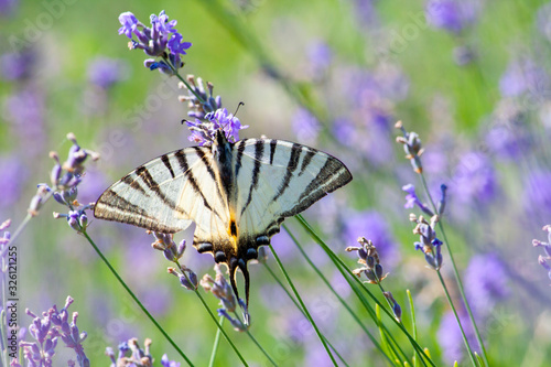 Scarce Swallowtail butterfly sitting on wild lavender flowers. Iphiclides podalirius
