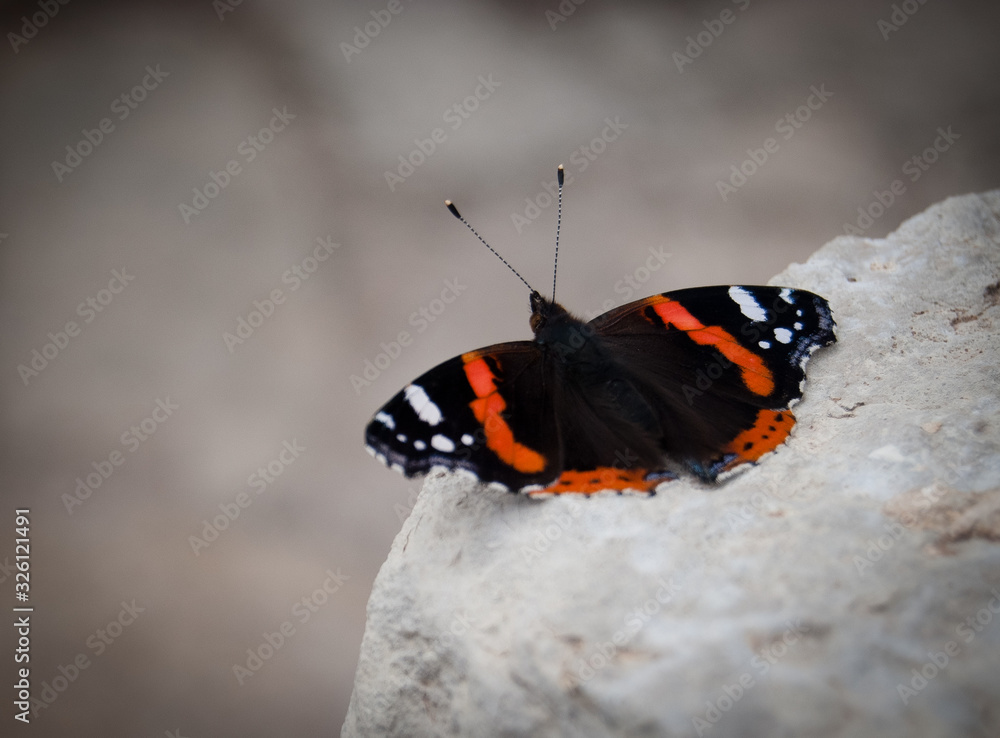 mariposa mariposa