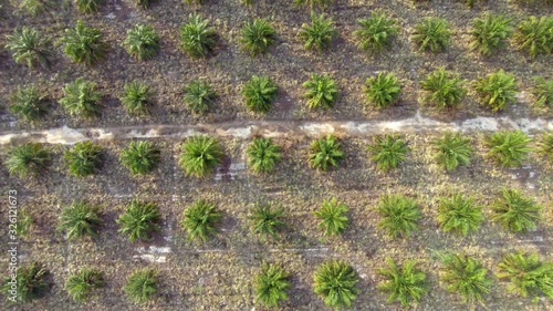 Aerial: Top down view of oil palm tree plantation, flying over young plants in immature phase photo