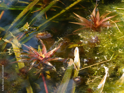 wasserpflanzen photo