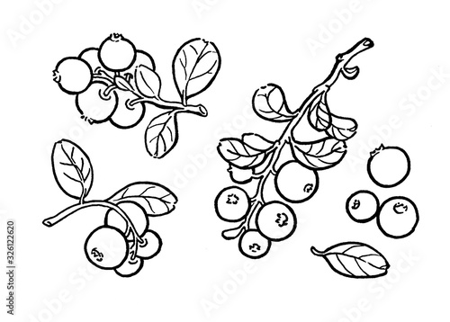 Slika na platnu Cowberry, lingonberry, cranberry, bilberry, red bilberry, cranberries, whortleberry hand drawn illustration