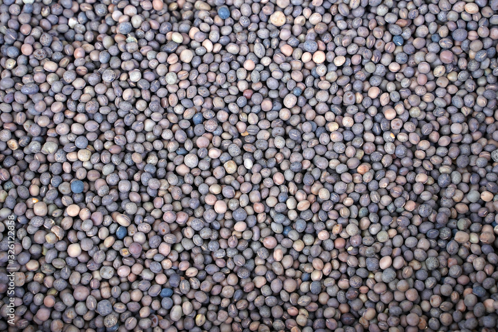 The seeds of Vicia faba for growing The seeds of Vicia faba for growing