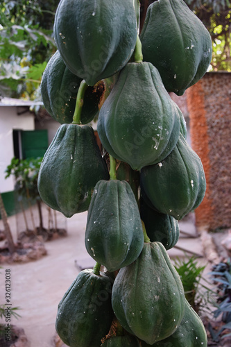 Mountain papaya (Vasconcellea / Carica pubescens) - bunch of fruits photo