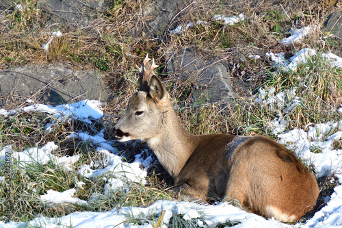 Portrait of roedeer head with antler in winter snow