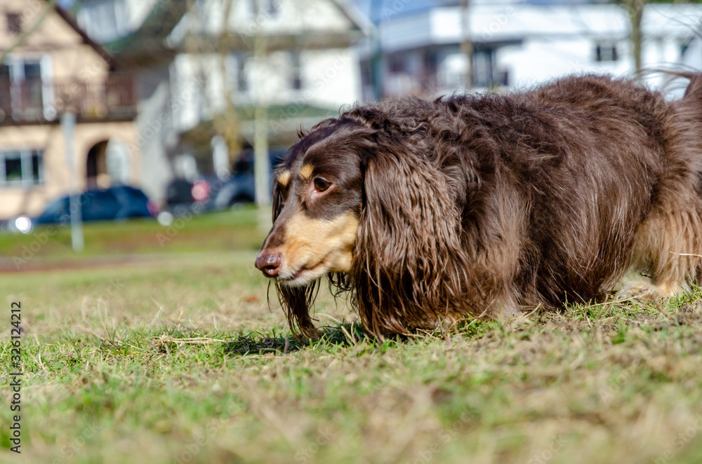 Fototapeta premium Brown Dachshund