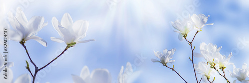 weiße magnolienblüten vor blauem himmel © winyu