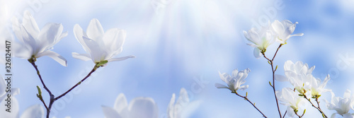 Tableau sur toile weiße magnolienblüten vor blauem himmel