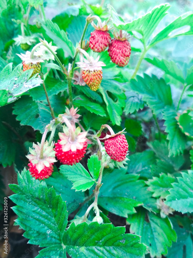 strawberry bush with ripe red berries in the garden strawberry bush with ripe red berries in the garden