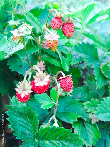 strawberry bush with ripe red berries in the garden © Inna
