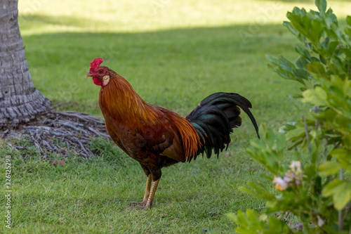 rooster on farm © david