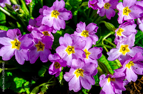 Nature Plant - Purple Primrose