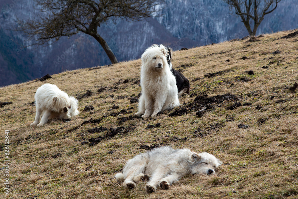 Shepherd dog in the mountains of Romania
