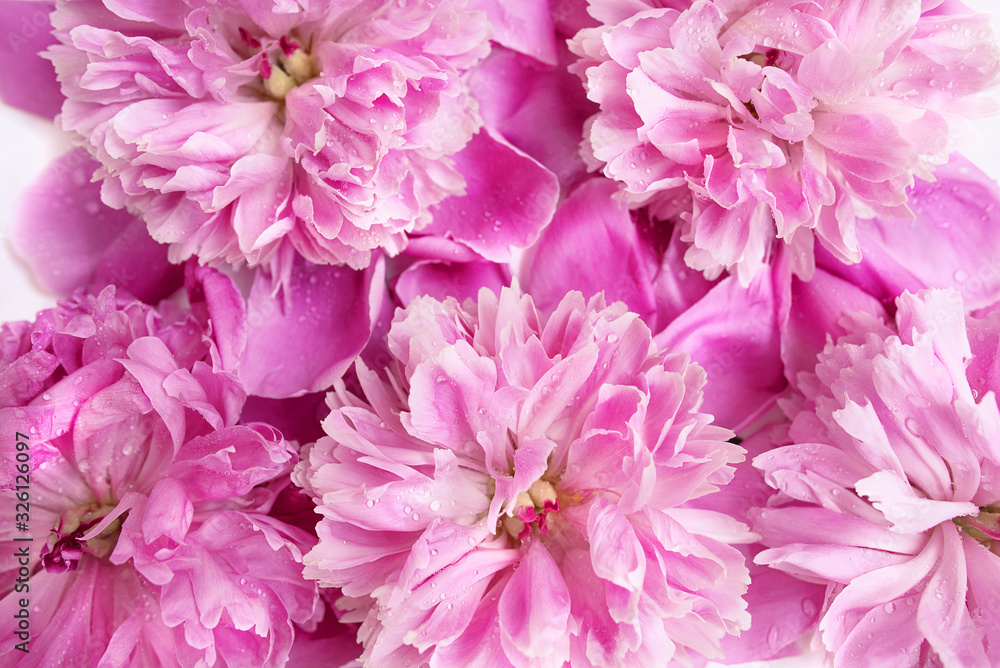 Peony flowers texture background. Spring and flowers